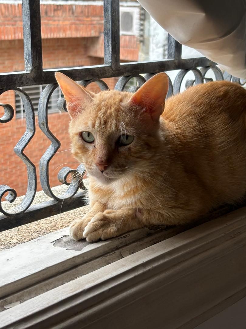 Gato · Mestizo · Naranja