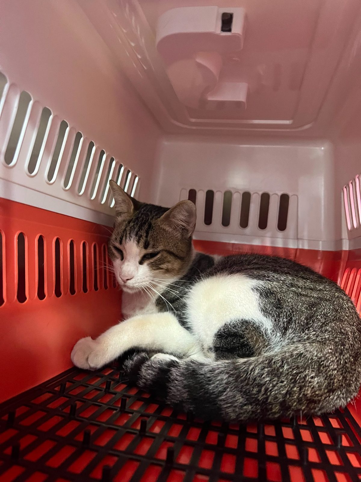 Gato · Mestizo · Blanco con gris atigrado