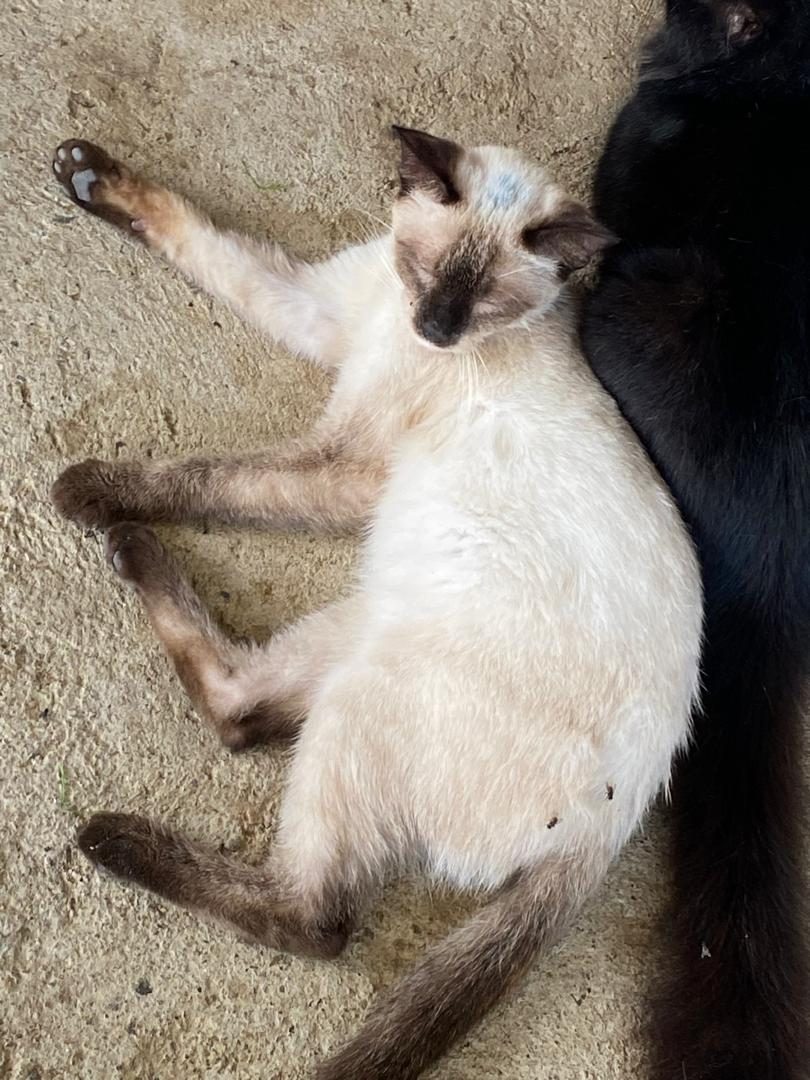 Gato · Siames · Blanco marrón y beige