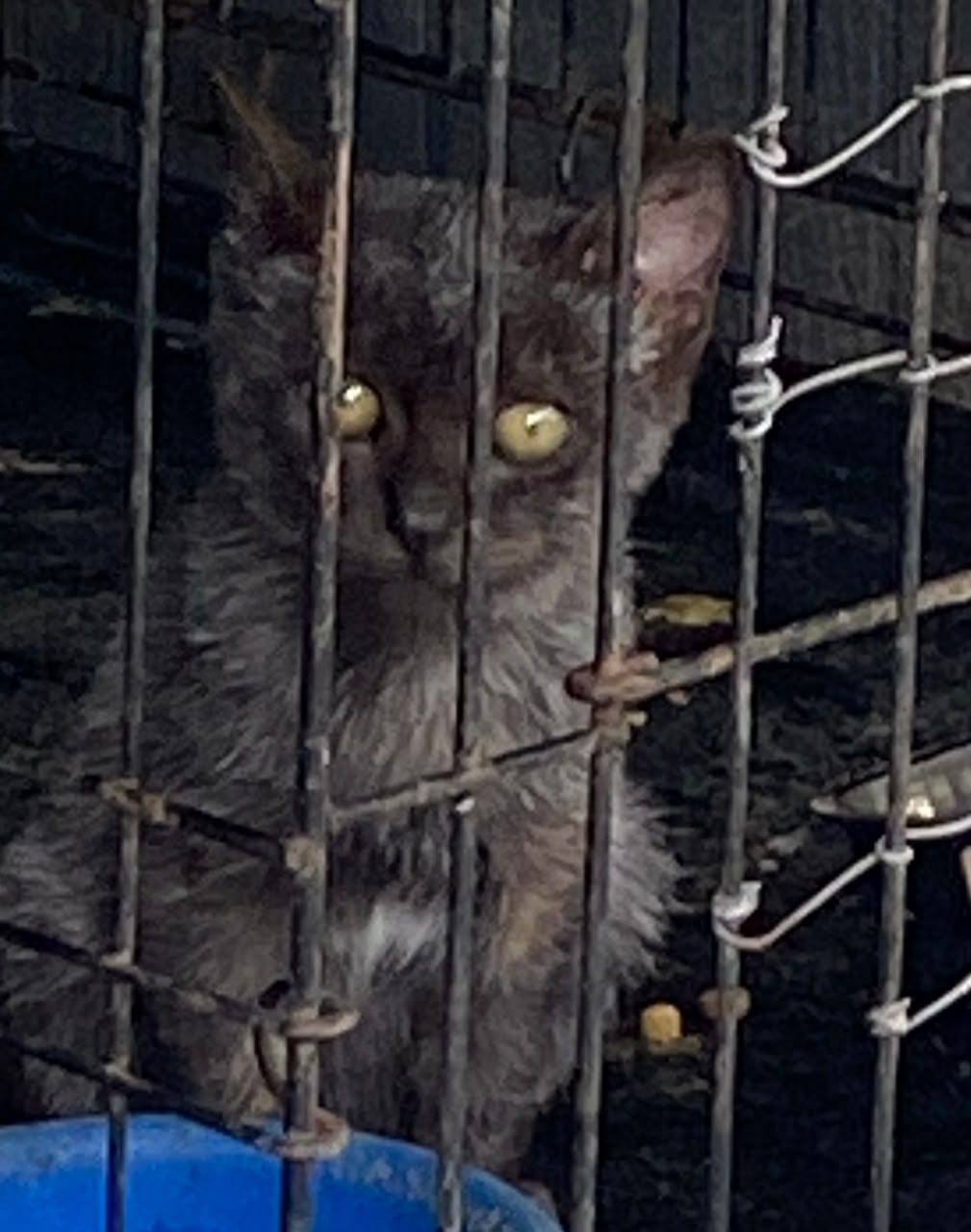 Gato · mestizo · negro