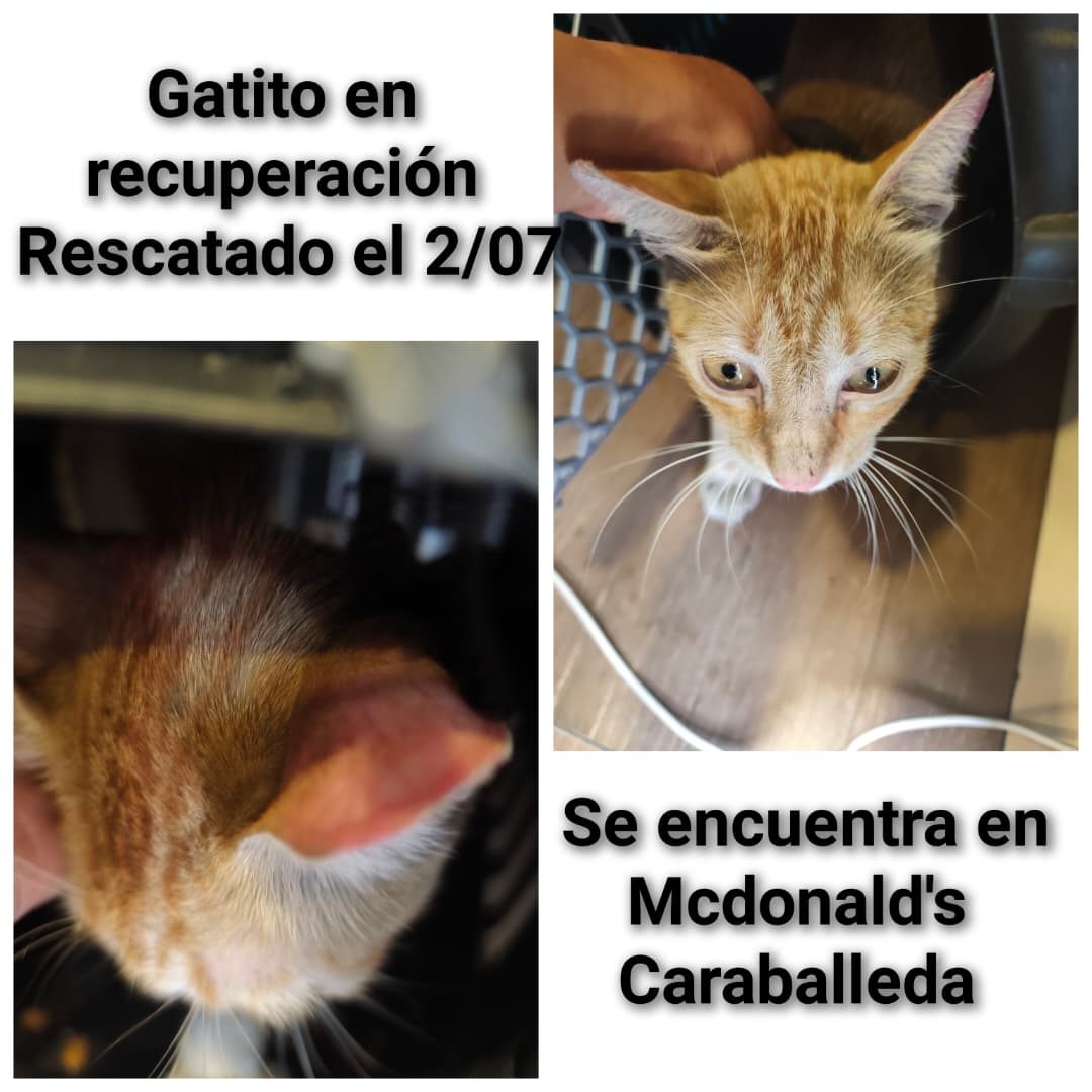 Gato · Mestizo · Amarillo