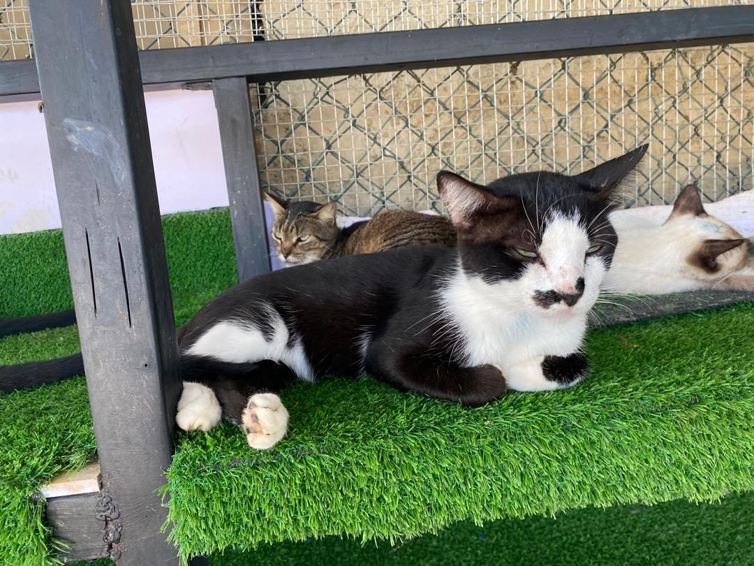 Gato · Mestizo · Blanco y negro