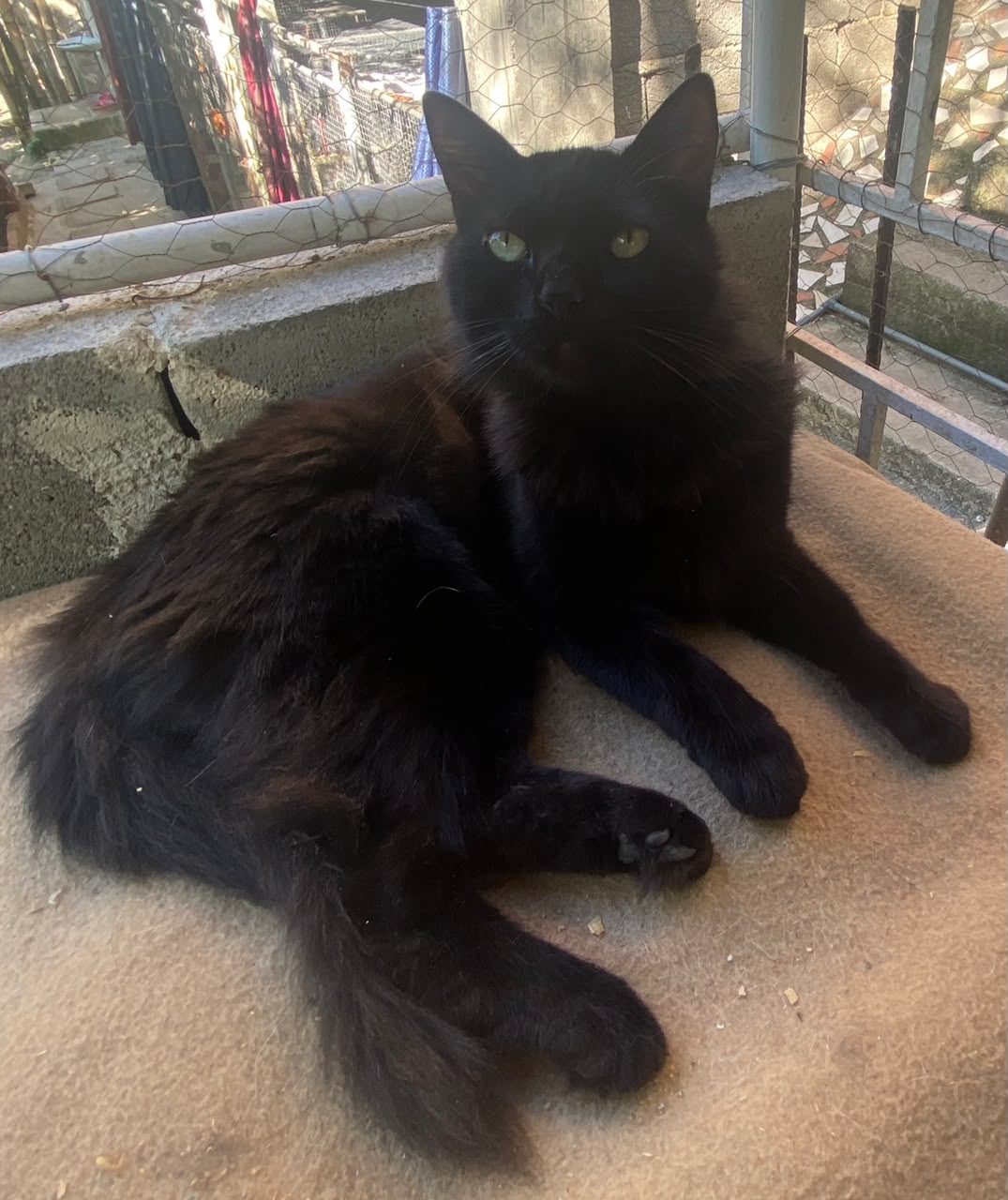 Gato · Mestizo · Negro