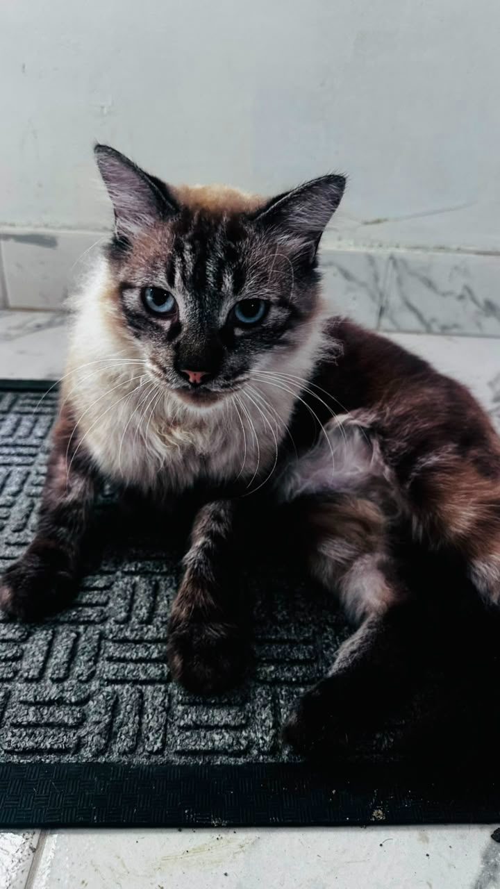 Gata · Mestiza · Marrón blanco y naranja