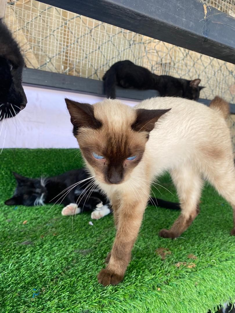 Gato · Siamés · Beige y marron