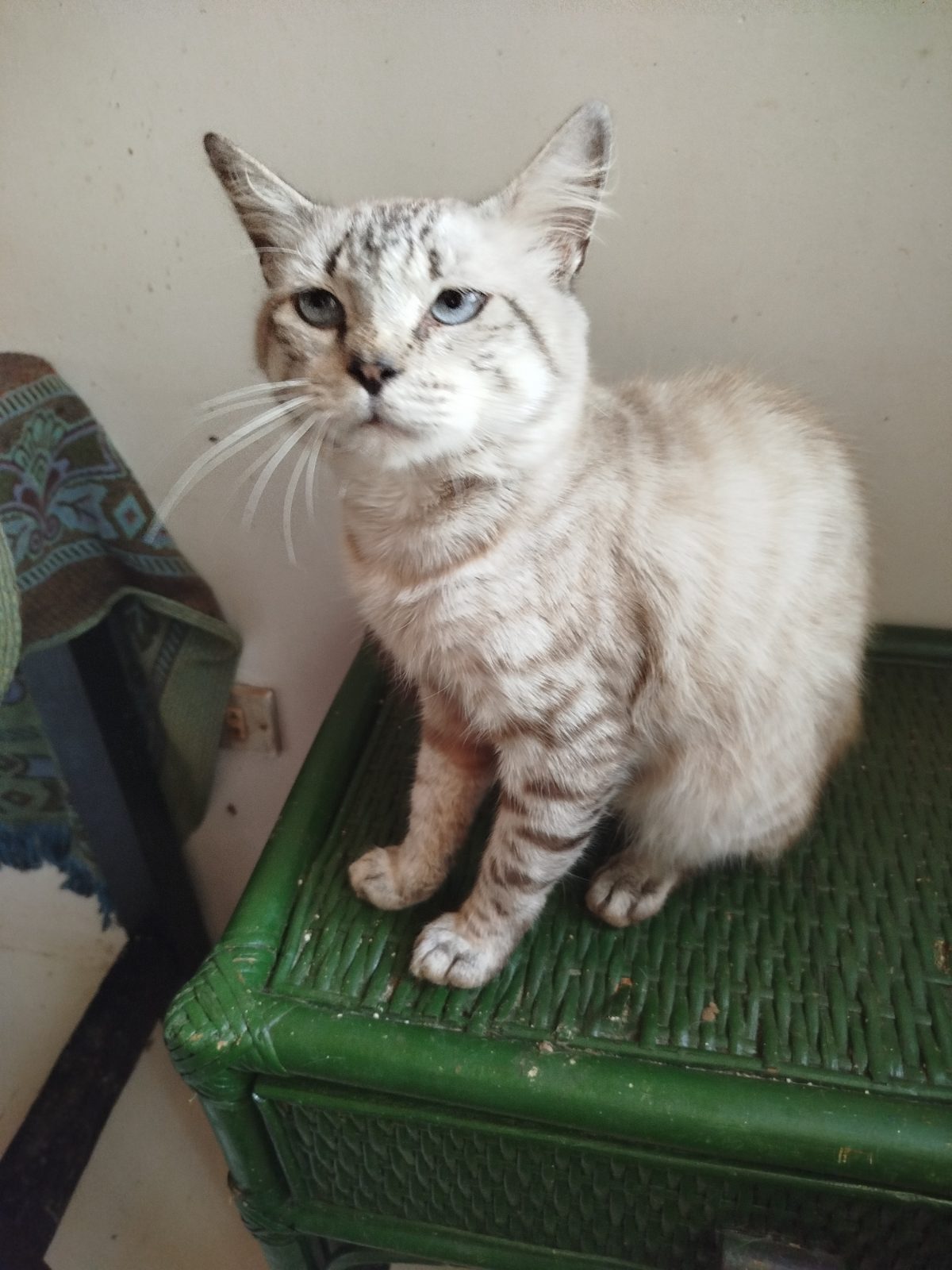 Gato · Mestizo · Blanco y ceniza