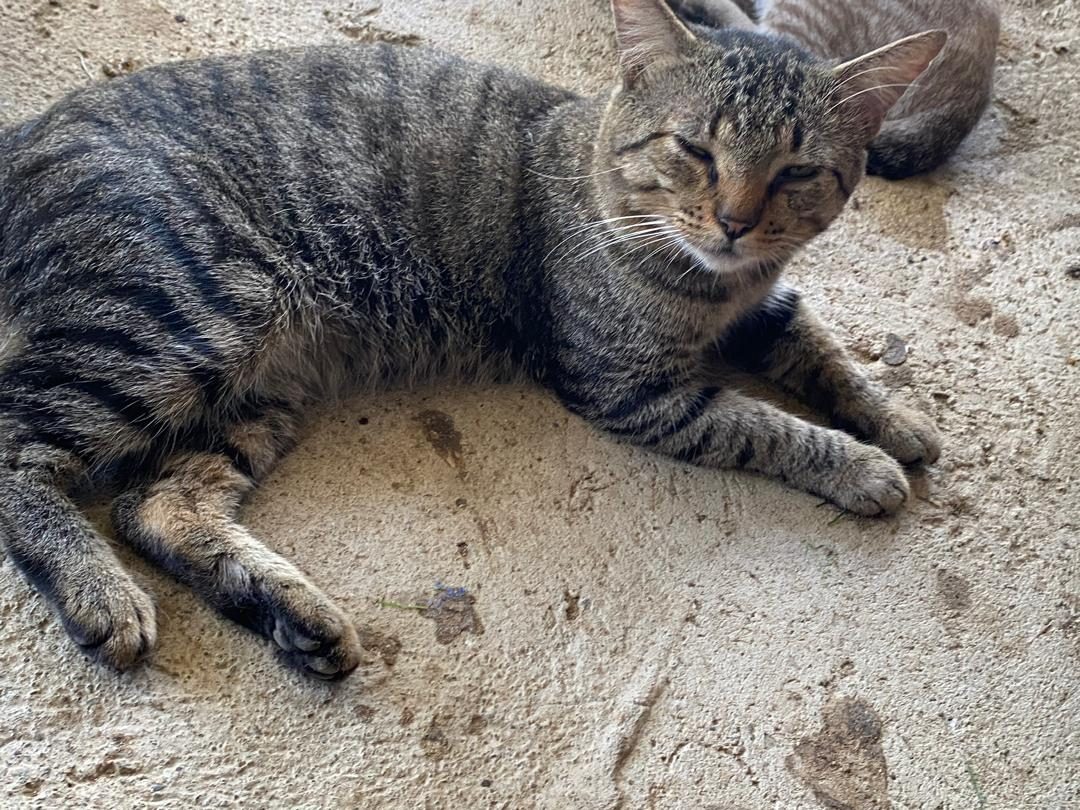 Gato · Mestizo · Gris atigrado