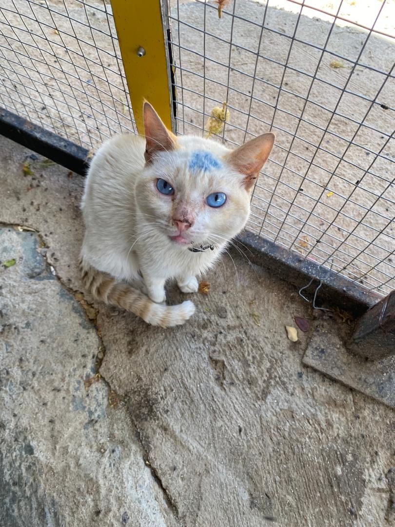 Gato · Mestizo · Blanco y beige