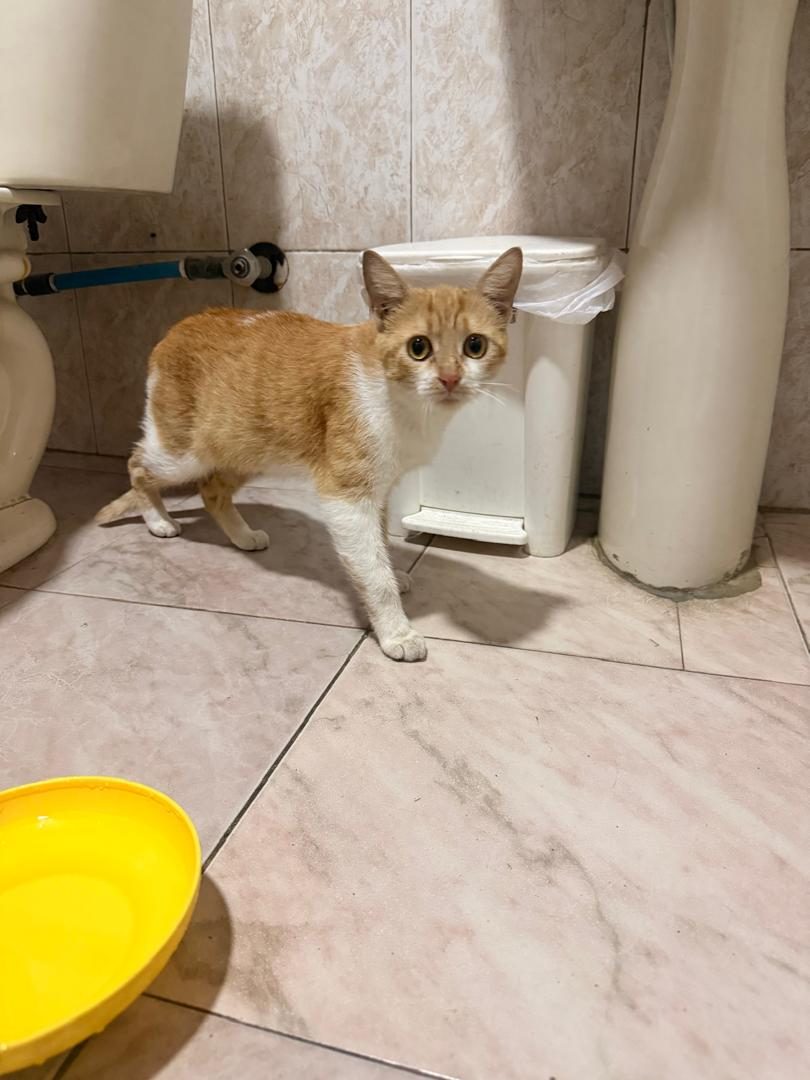 Gata · Mestiza · Amarillo y blanco