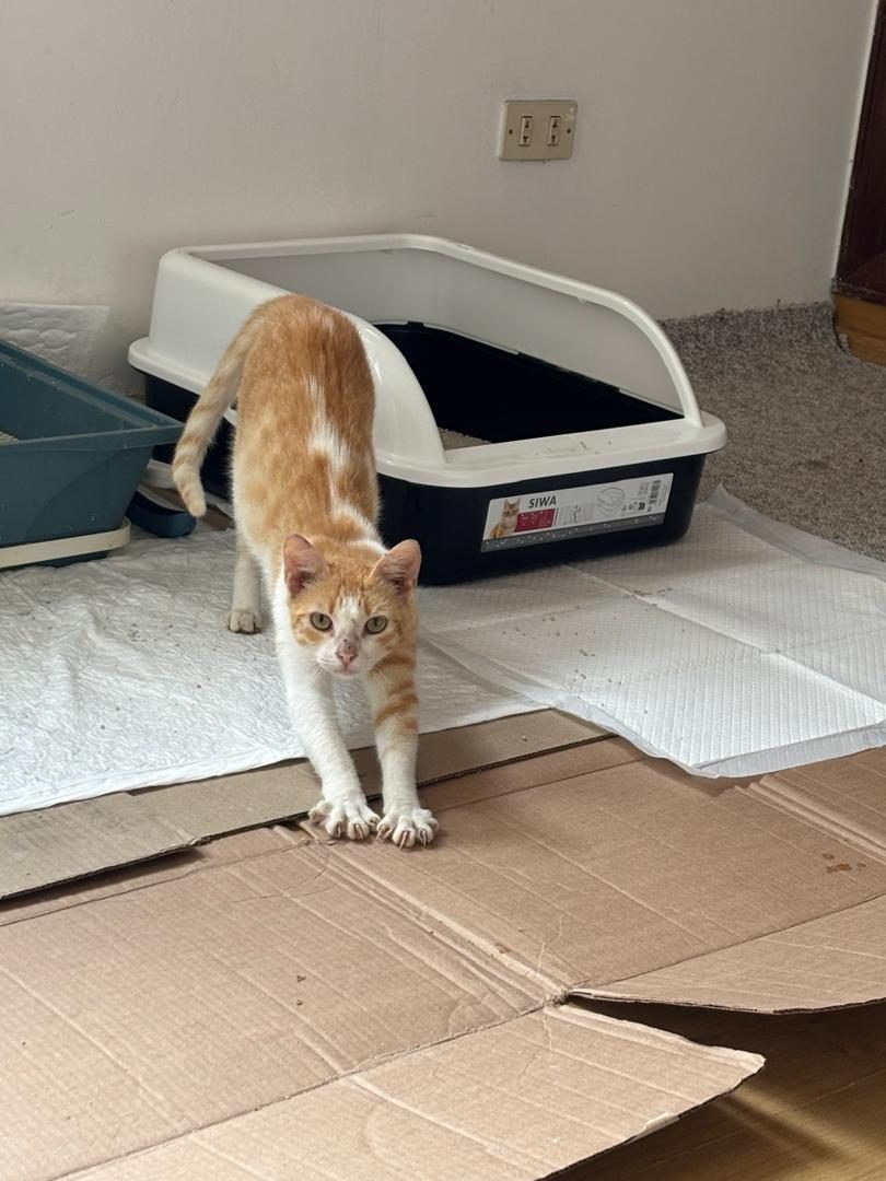 Gato · Mestizo · Naranja y blanco