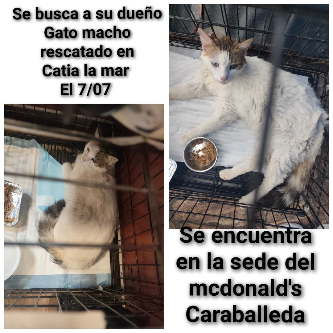 Gato · Mestizo · Blanco con gris rayado