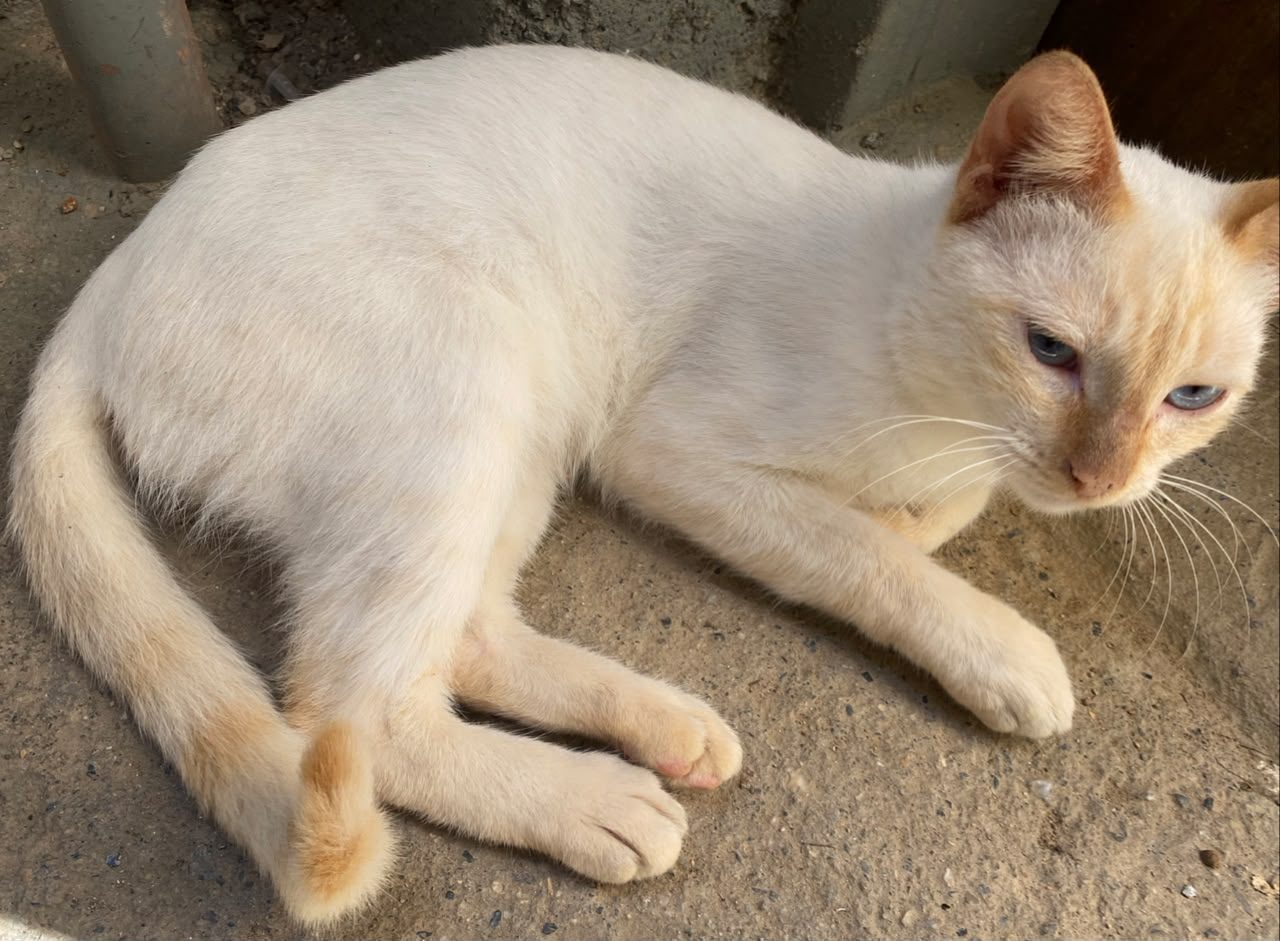 Gato · Mestizo · Blanco y amarillo