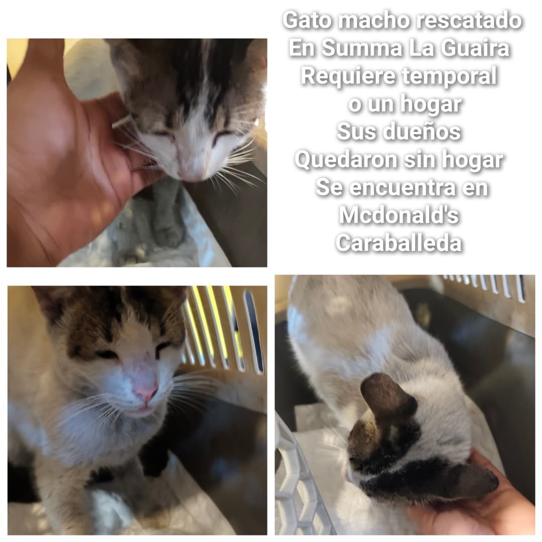 Gato · Mestizo · Blanco con gris
