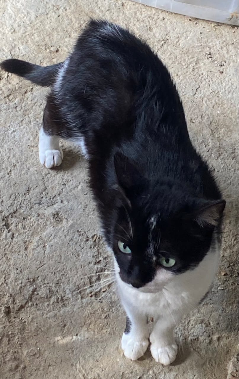 Gata · Tuxedo · Negro y Blanco