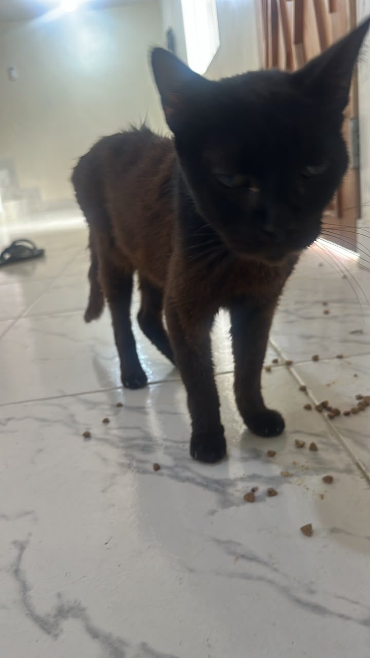 Gato · mestizo · Negro