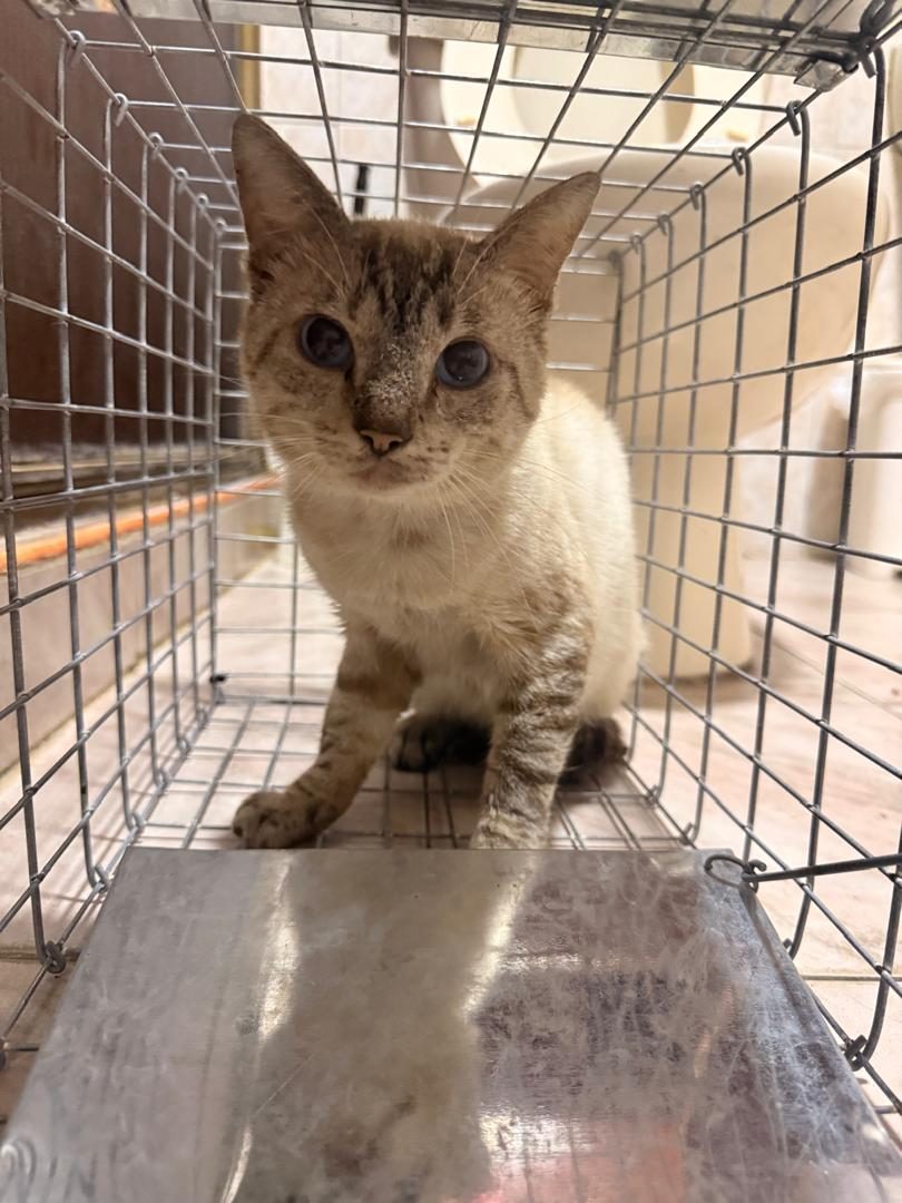 Gato · Mestizo · Blanco con gris