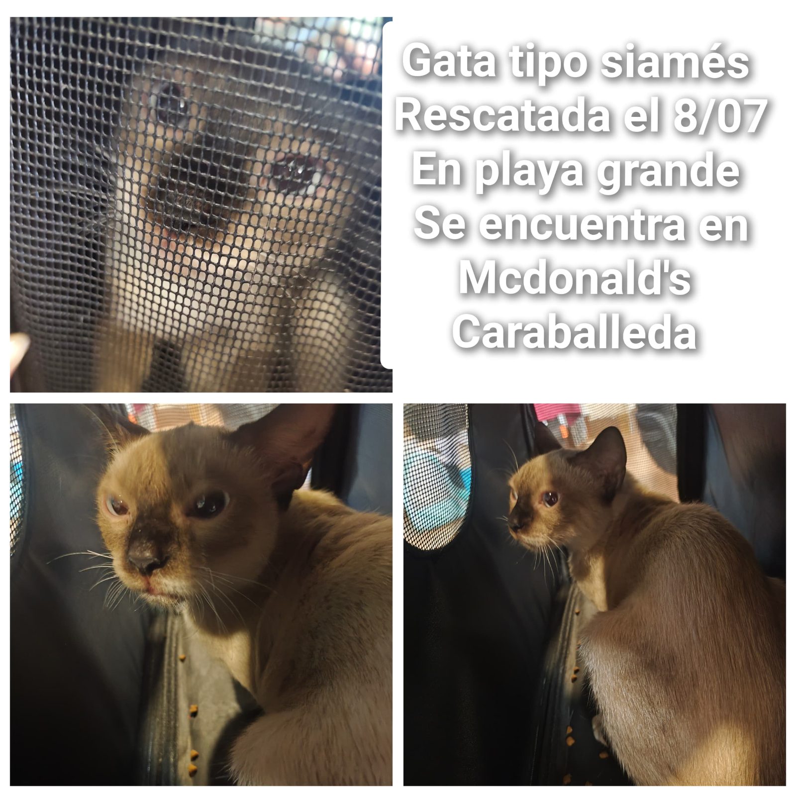Gato · mestiza · Beige y marron tipo siames