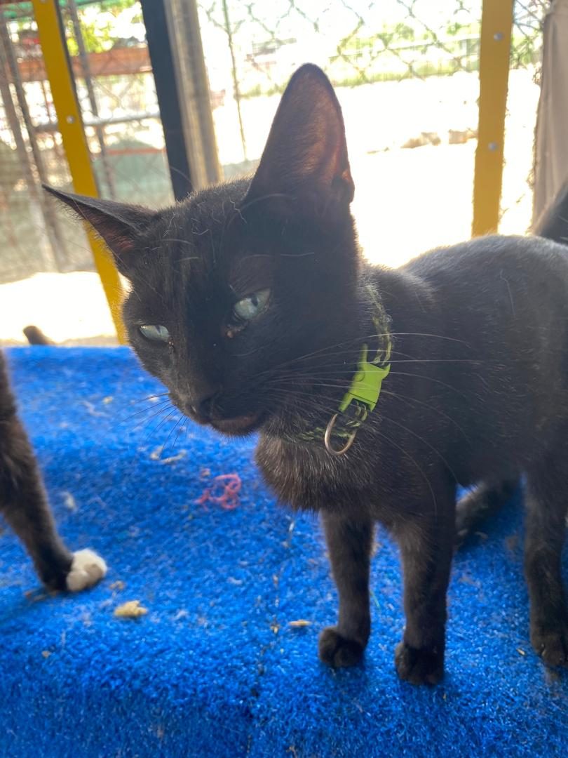 Gato · Mestizo · Negro