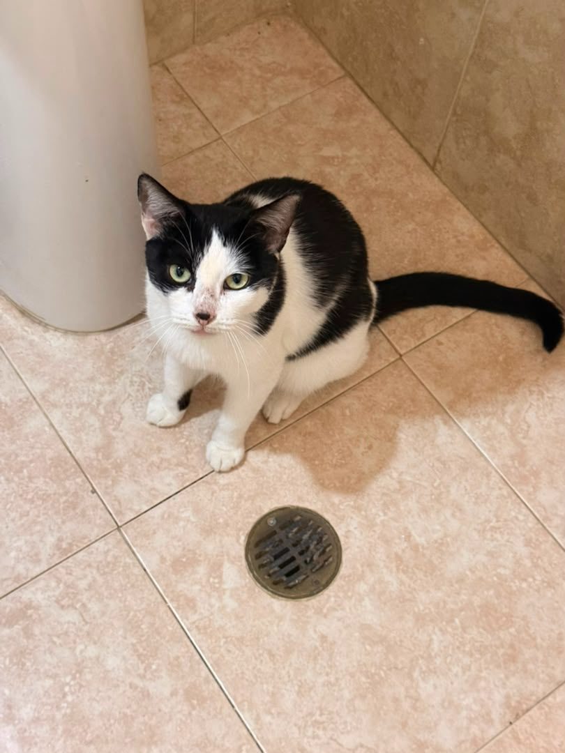 Gata · Mestiza · Negro con blanco