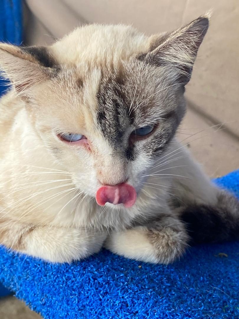 Gato · Mestizo · Blanco con beige