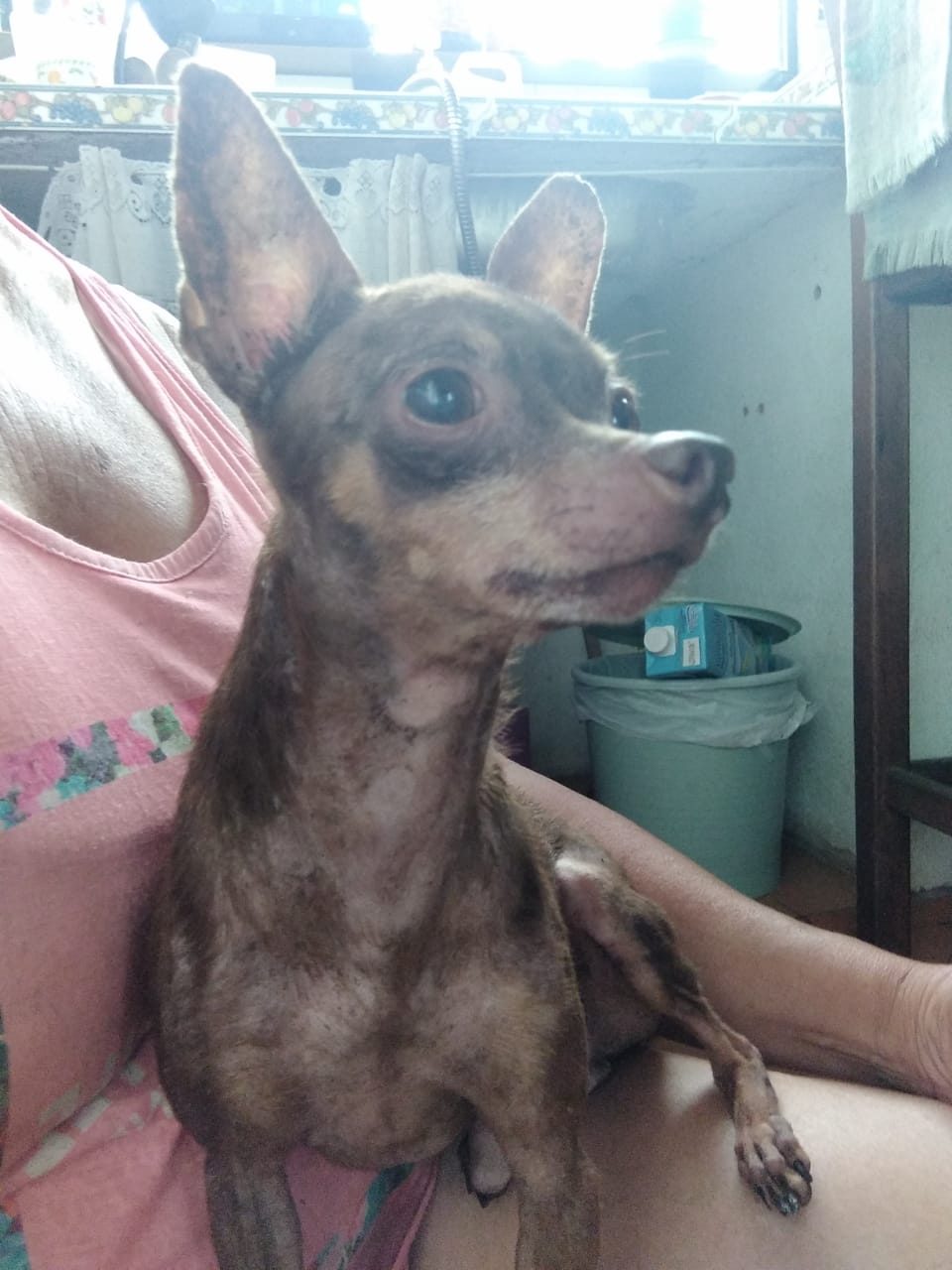 Perro · Pincher · Marron