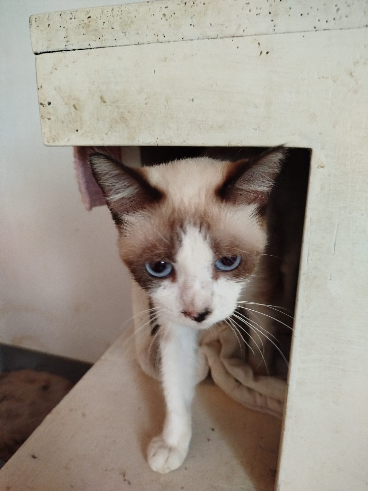 Gata · Tipo Siames