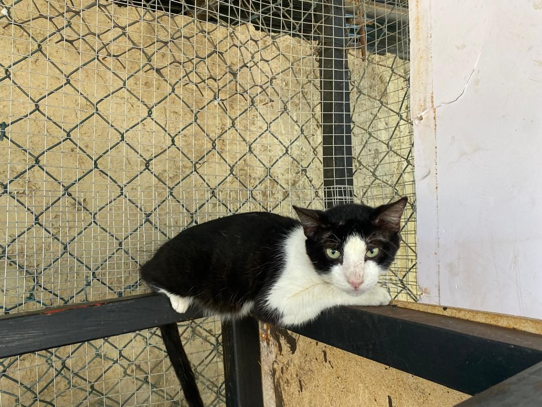 Gato · Mestizo · Blanco y Negro