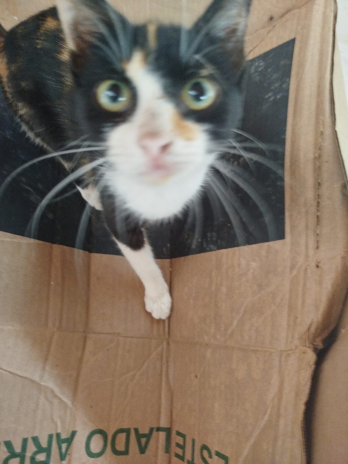 Gata · Mestiza · Tricolor