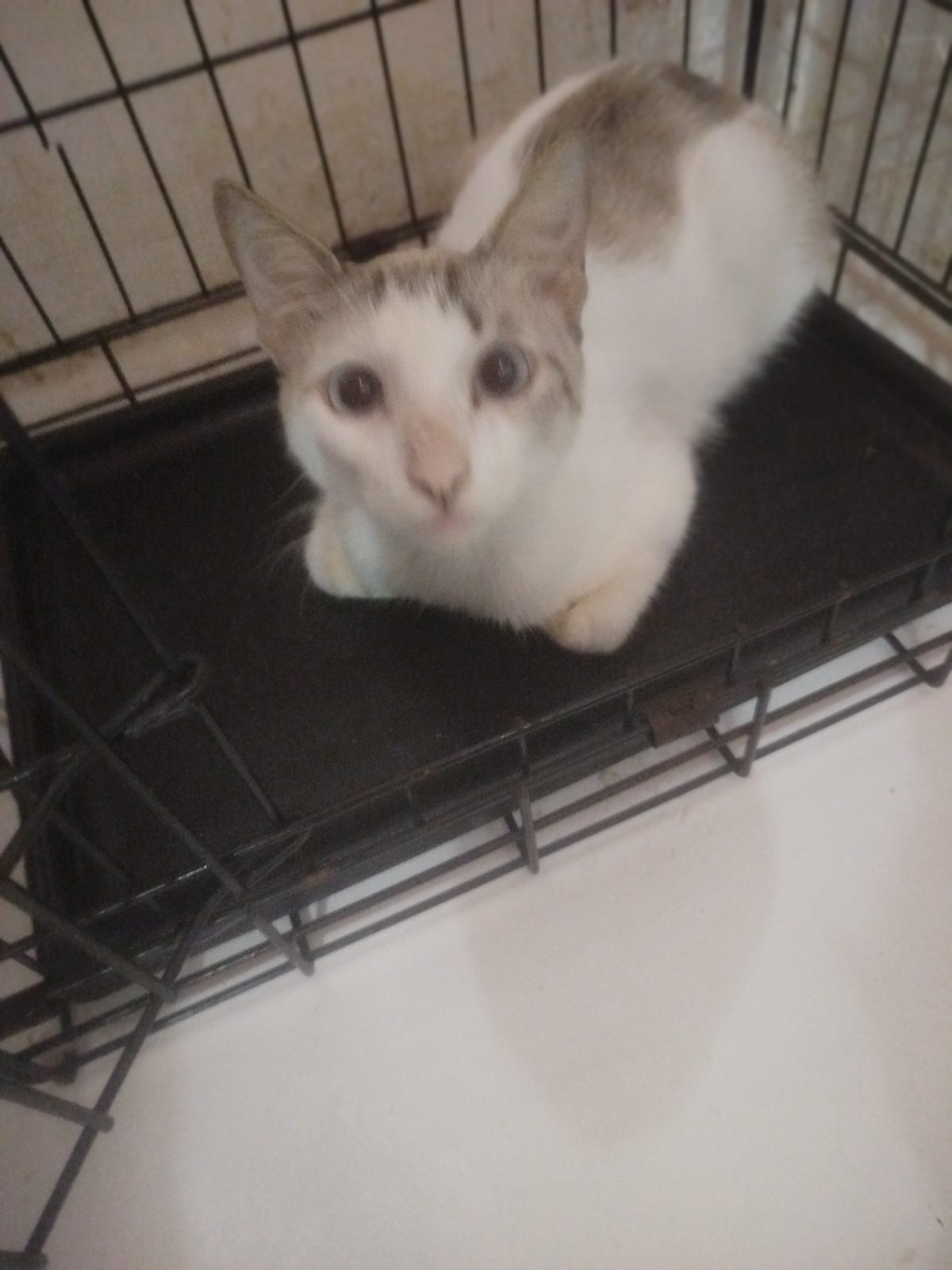 Gato · Mestizo · Marrón y blanco
