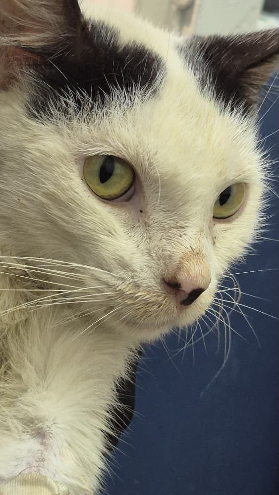 Gato · Mestizo · Blanco con negro