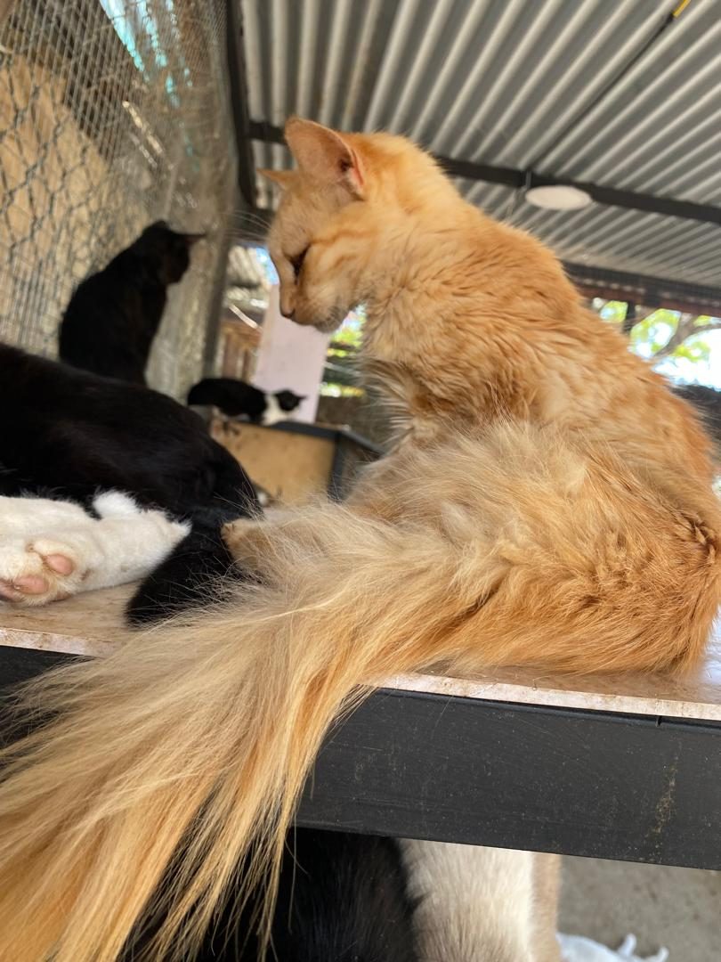 Gato · Mestizo · Amarillo naranja