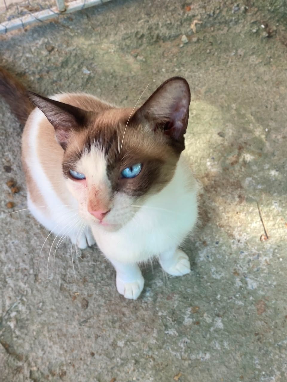 Gato · Mestizo ragdoll · Blanco y marrón