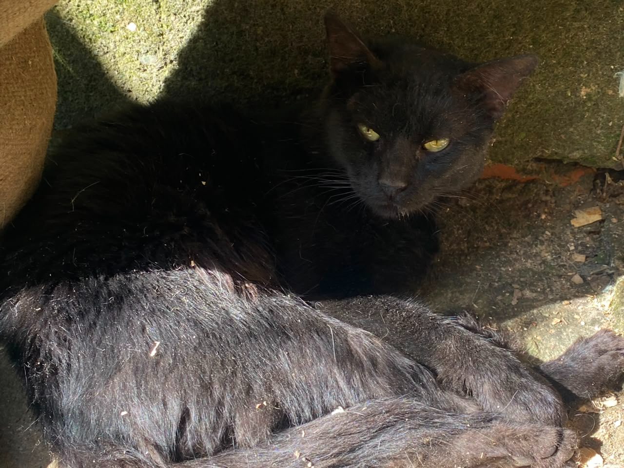 Gato · Mestizo · Negro