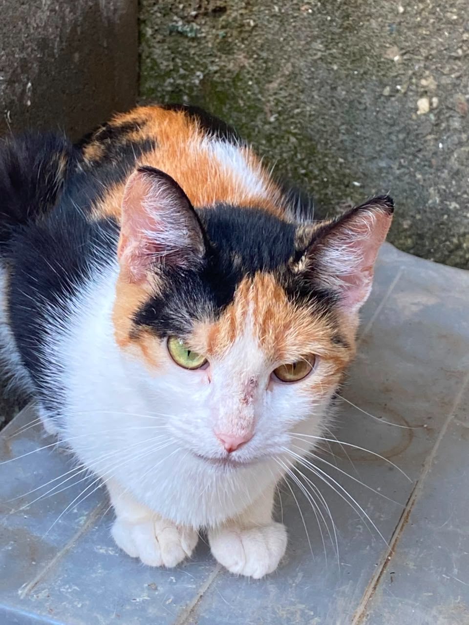 Gata · Calico · Tricolor