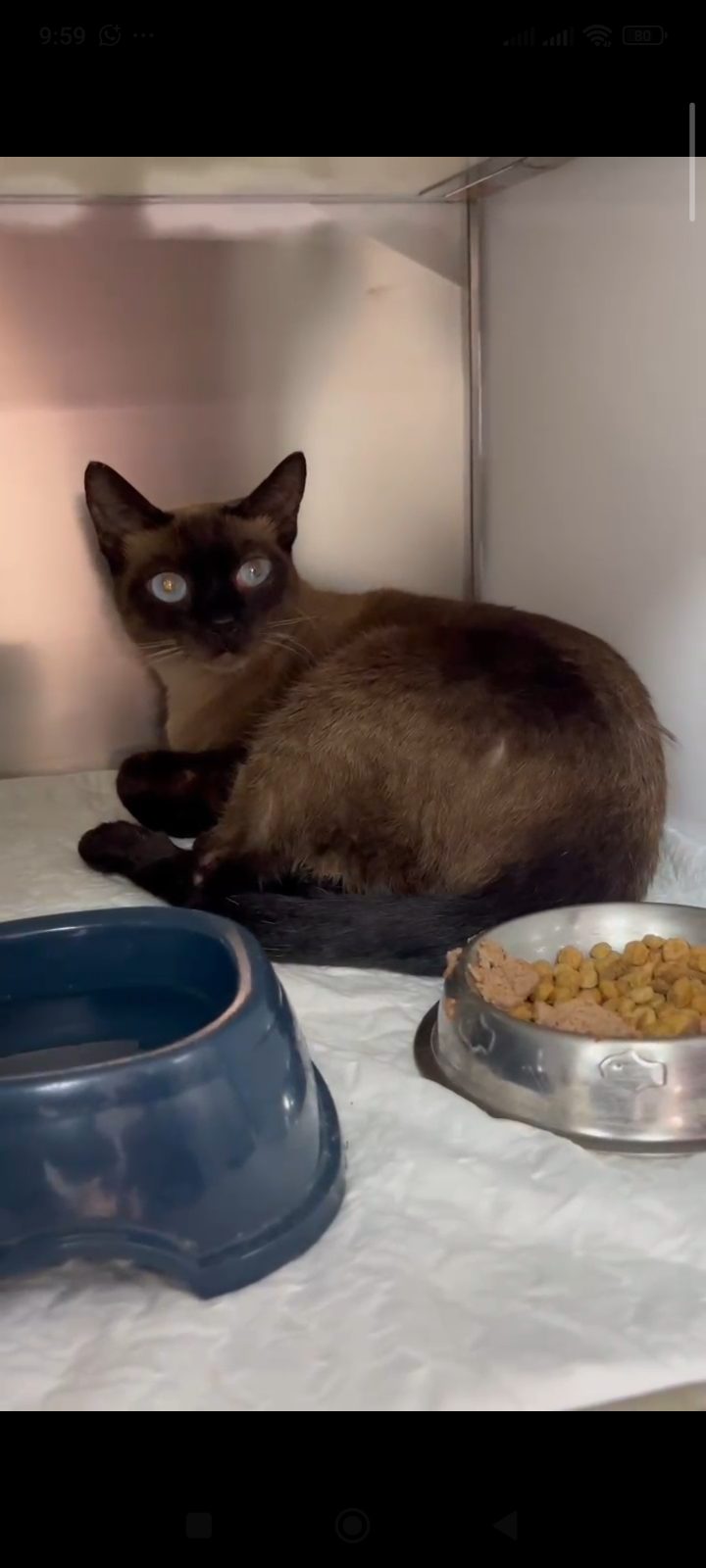 Gato · Siamés · Siamés