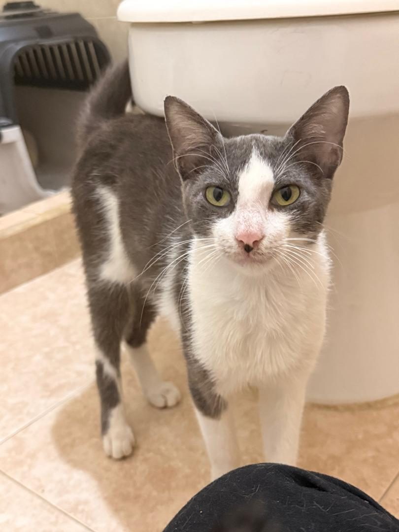 Gato · Mestizo · ceniza y blanco