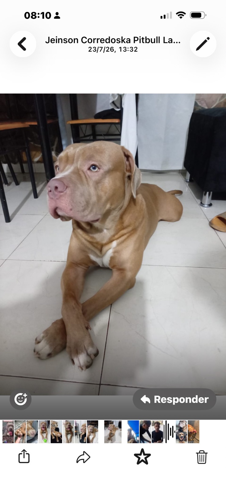 Perro · Pitbull · Marrón con blanco