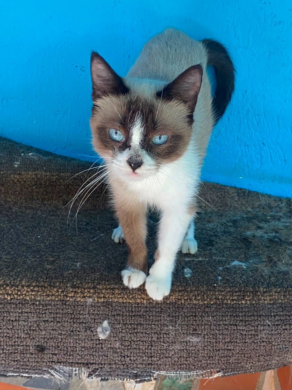 Gato · Mestizo Ragdoll · Blanco y marrón