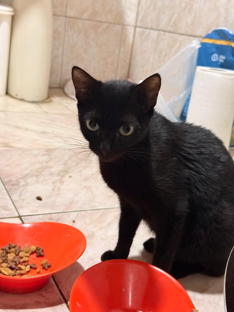 Gata · Mestizo · Negro