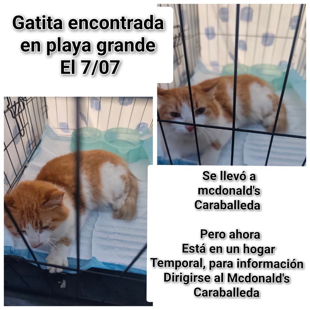 Gata · Mestiza · Naranja con Blanco