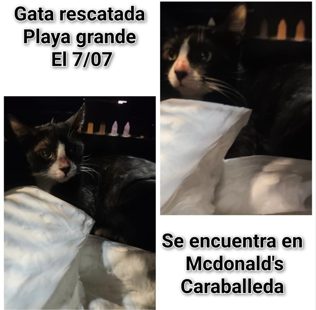 Gata · mestiza · blanco y negro