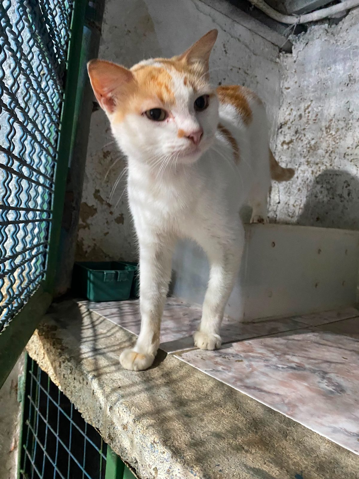 Gato · Mestizo · Blanco y amarillo