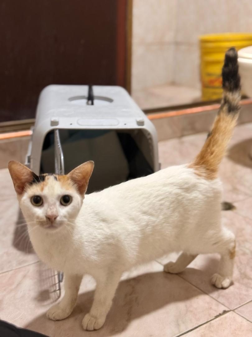 Gata · Mestiza · Blanca con tricolor
