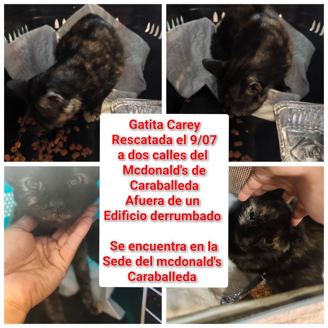 Gata · Mestiza · Carey