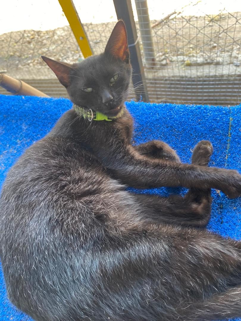 Gato · Mestizo
