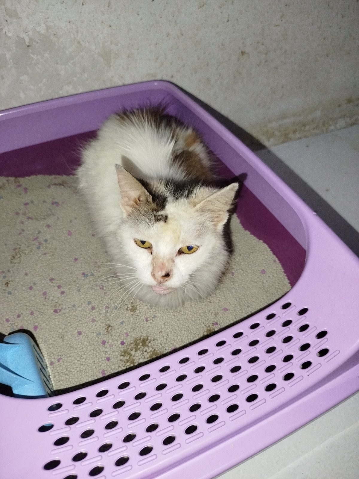 Gata · Mestiza · Blanca con manchas