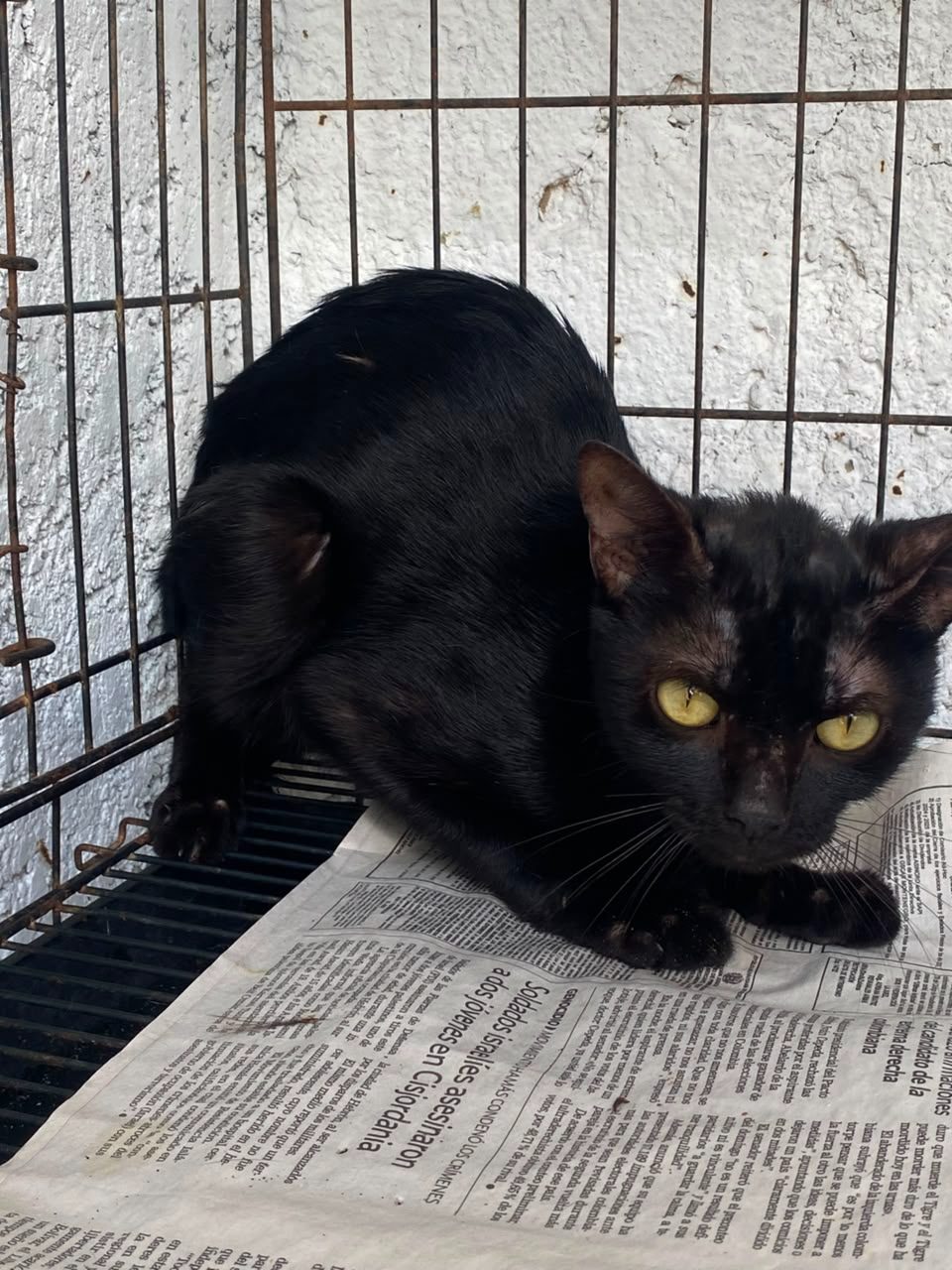 Gato · Mestizo · Negro