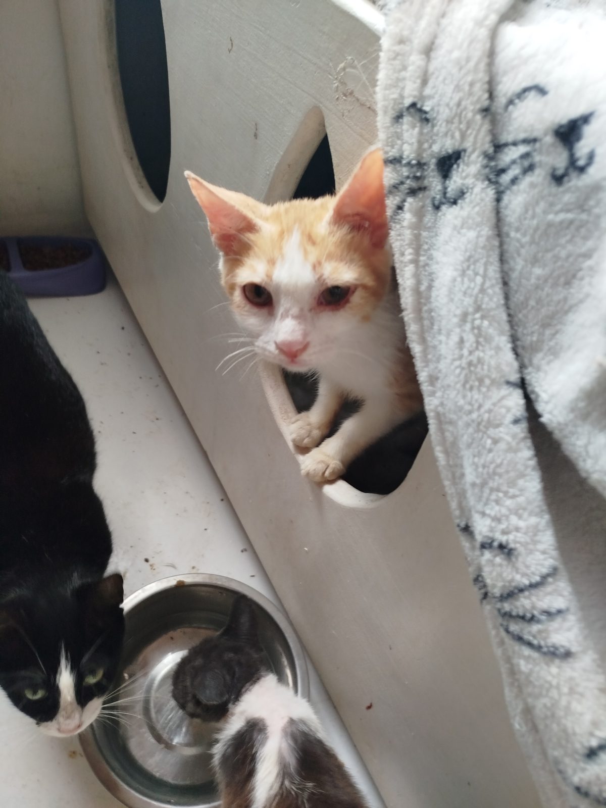 Gato · mestizo · Amarillo y blanco