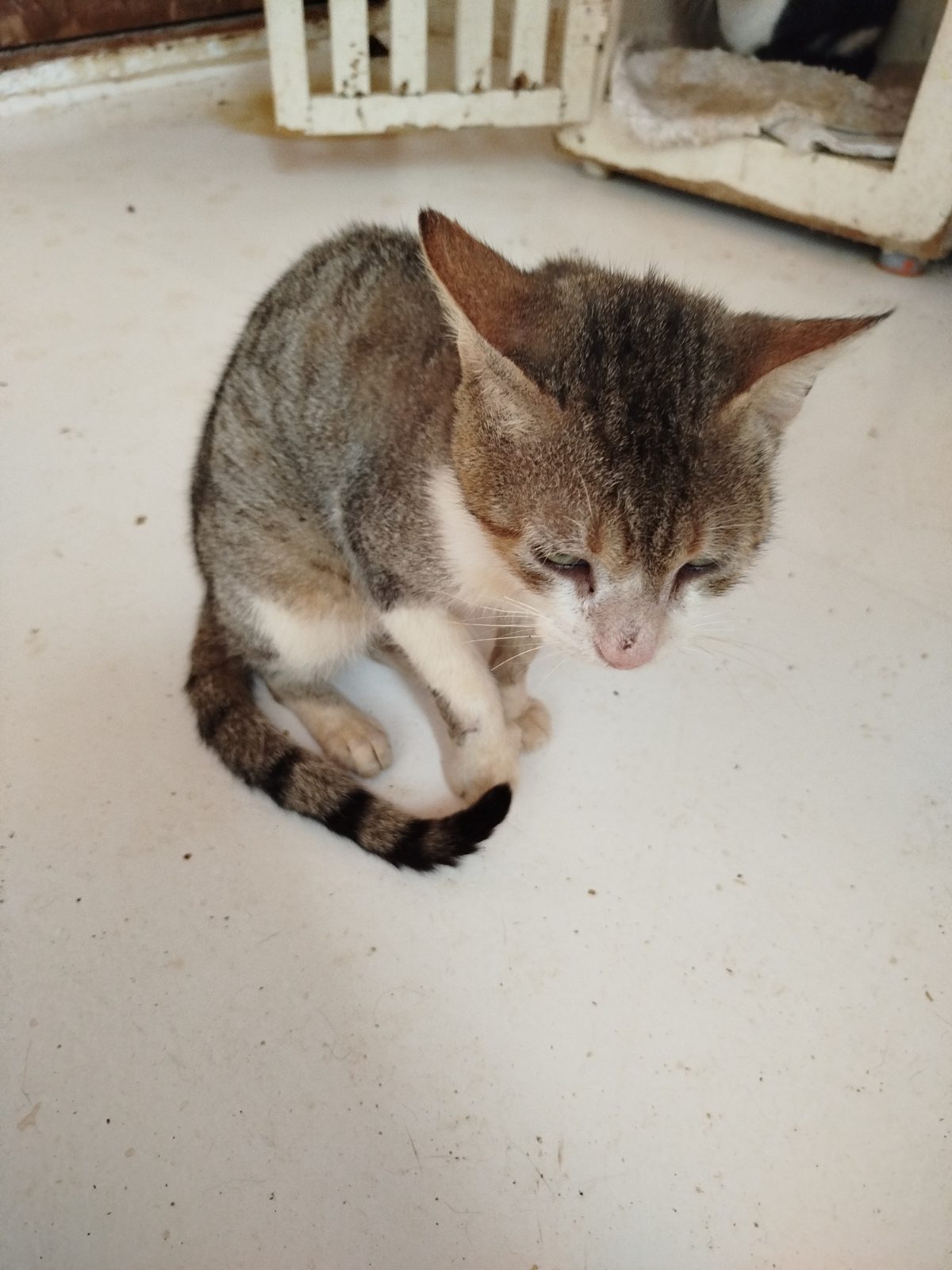 Gato · Mestizo · gris atigrado y blanco