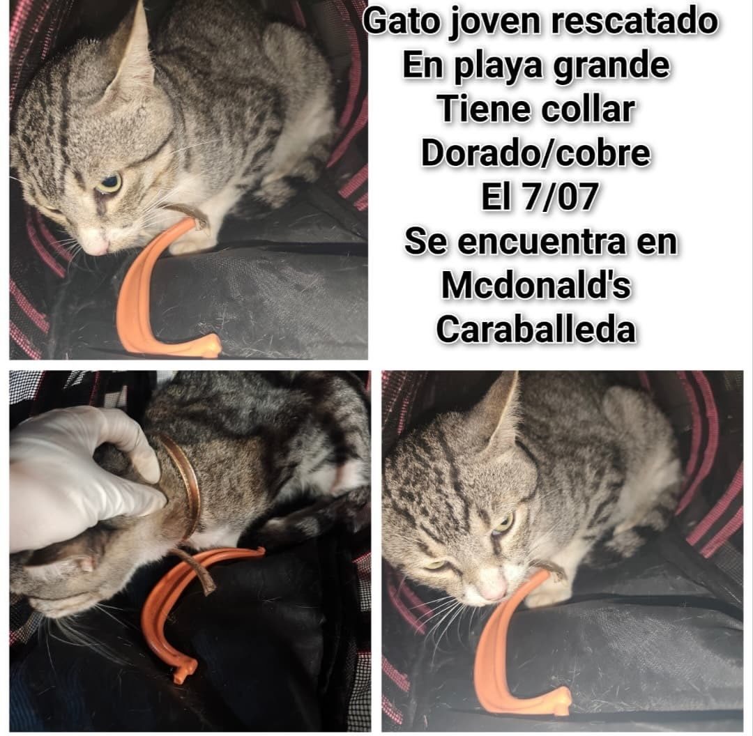 Gato · mestizo · Atigrado